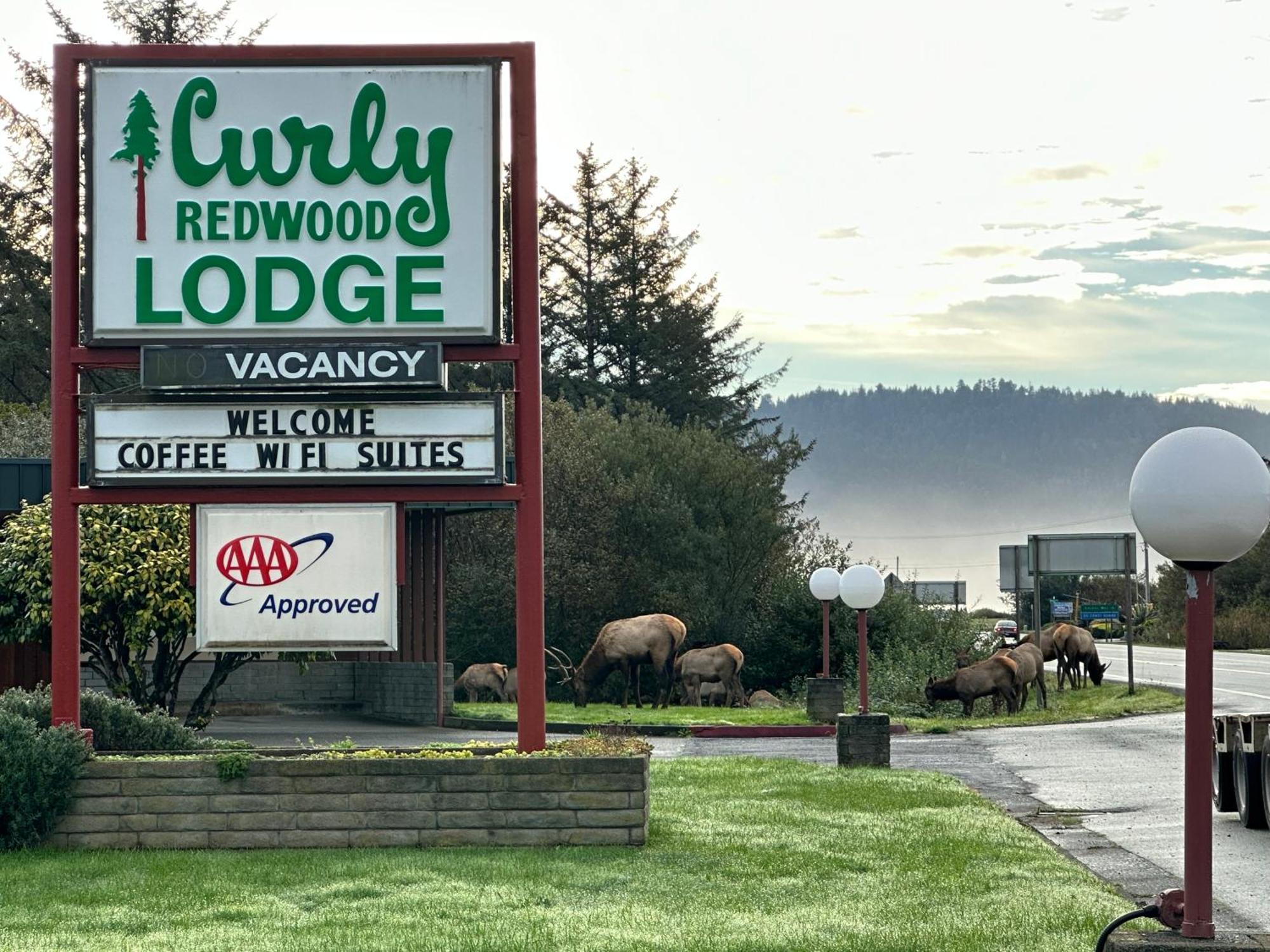 Curly Redwood Lodge Кресънт Сити Екстериор снимка